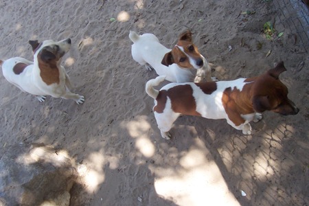 3 Addo Jack Russels
