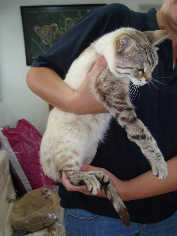 Is this your Siamese?