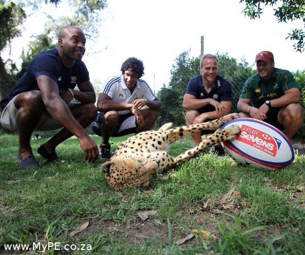 Sevens Cheetah Sevens Cheetah