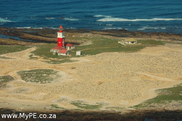 Bird Island Bird Island