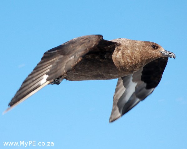 Skua Twenty Knots Skua Twenty Knots