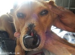 AACL Panga Nose Doggy
