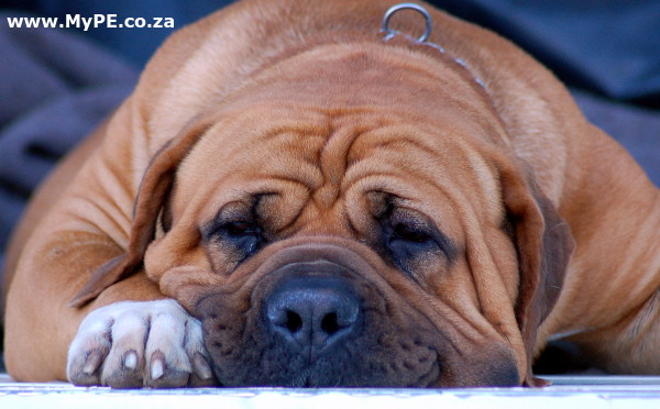 2013 Wildsfees Boela