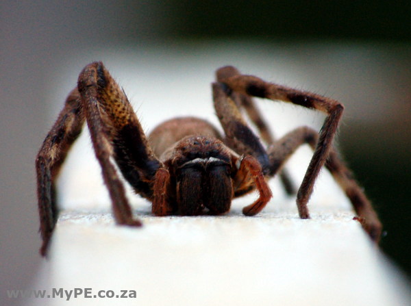 Clive the spider