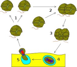 Dinoflagellata Life Cycle