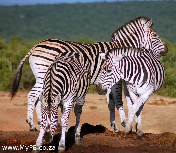 Zebra Waterhole