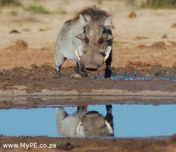 Hello Handsome Warthog