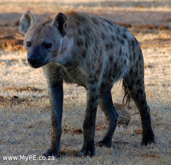 Addo Hyena