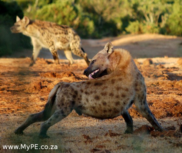 Addo Hyena