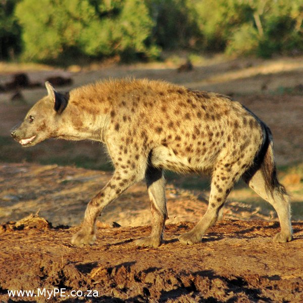 Addo Hyena