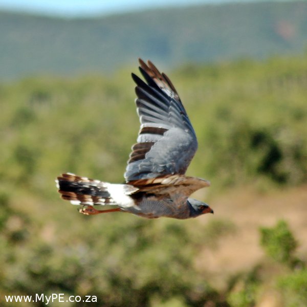Addo Raptor