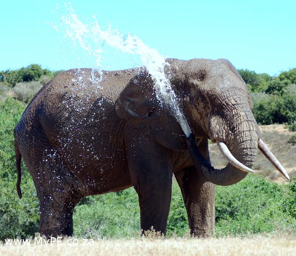 Addo Elephant Waterhole