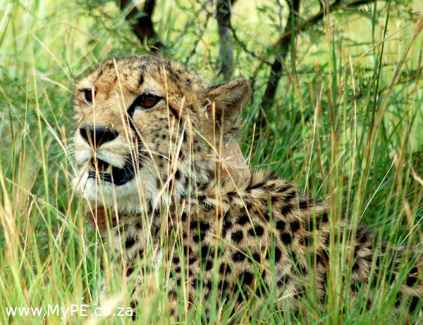Cheetah
