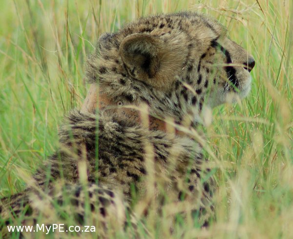 Cheetah Tacking Collar