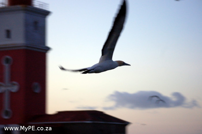 Gannet Flying passed the Bird Island Lighthouse