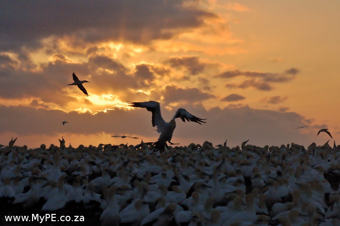 Gannet Flare