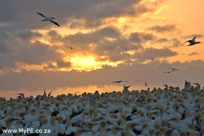 Gannets fly off to feed at sunrise.