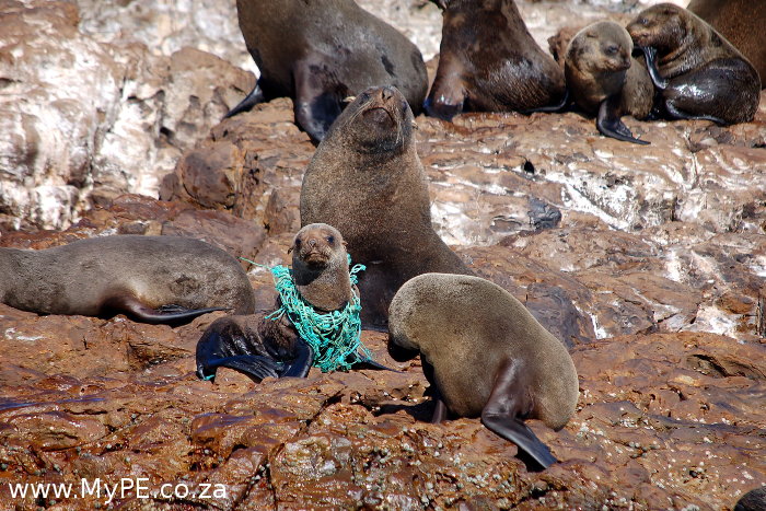 Seal Pup Net