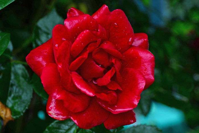 Addo Rose Show