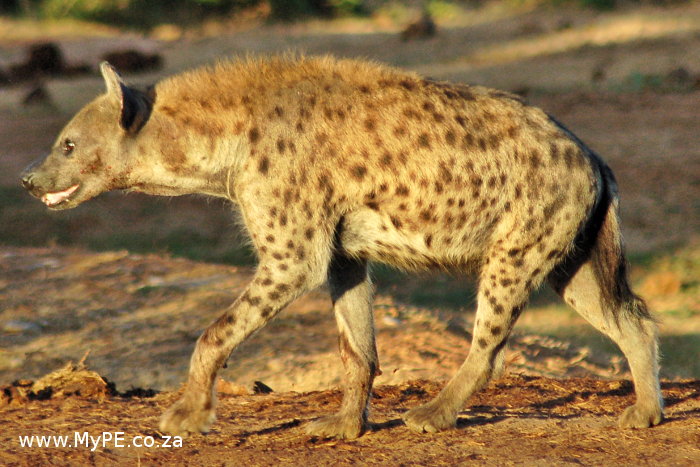 Addo Hyena