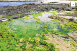 Stromatolite Pool