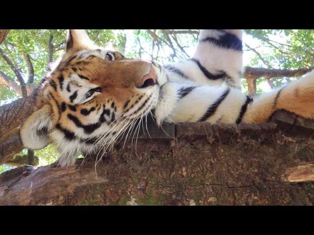 Tigers at Seaview Lion Park, Port Elizabeth, South Africa