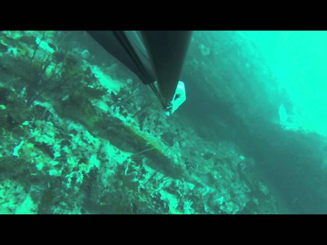 Deep spearfishing a big roman at Schoenis 36m, Port Elizabeth (with annotations)