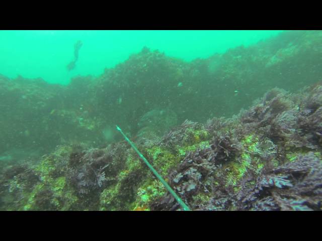 Alternative spearfishing port elizabeth South africa