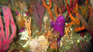 Scuba diving in Port Elizabeth: Evan's peak