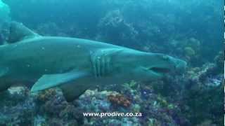 Pro Dive diving with sharks in Port Elizabeth South Africa