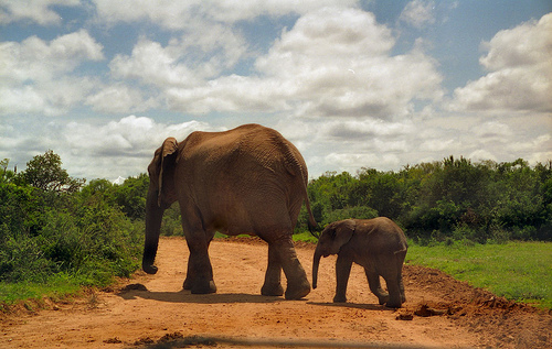 Addo Elephant Park