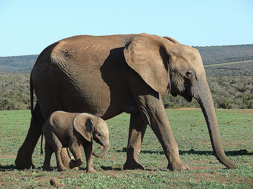 Addo Elephant Park