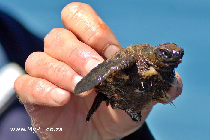 Baby Turtle