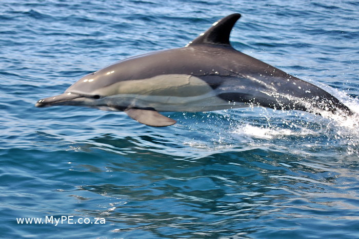 Commons Dolphin