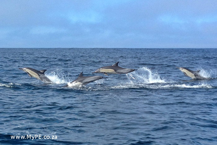 Commons Dolphins