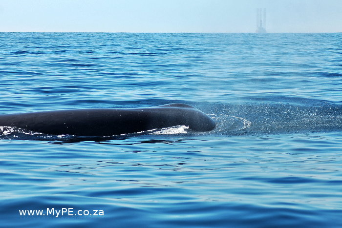 Sperm Whale blows with Oil Rig in background