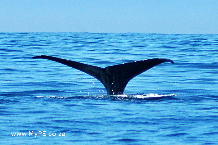 Sperm Whale Tail