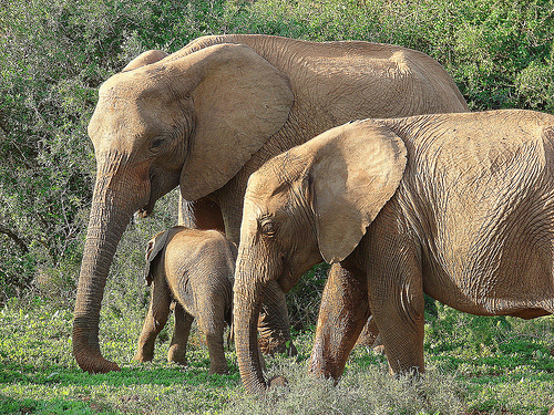 Addo Elephant Park