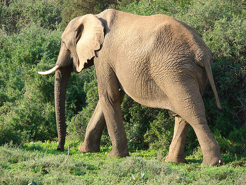 Addo Elephant Park
