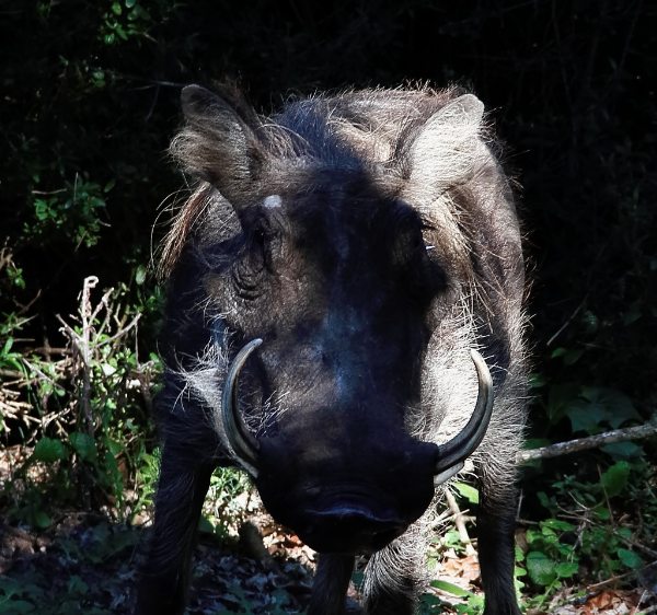 Pumba