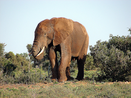 Addo Elephant Park