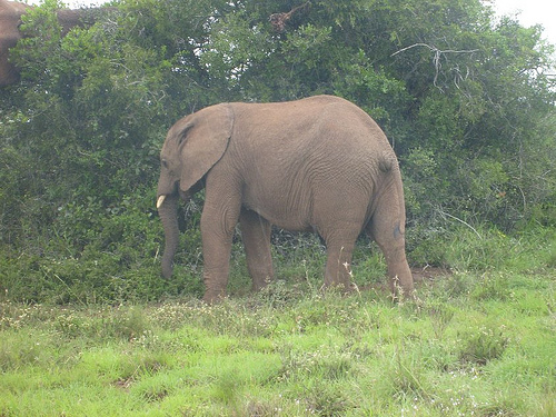Addo Elephant Park