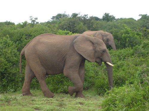 Addo Elephant Park