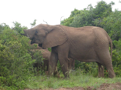 Addo Elephant Park