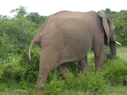 Addo Elephant Park