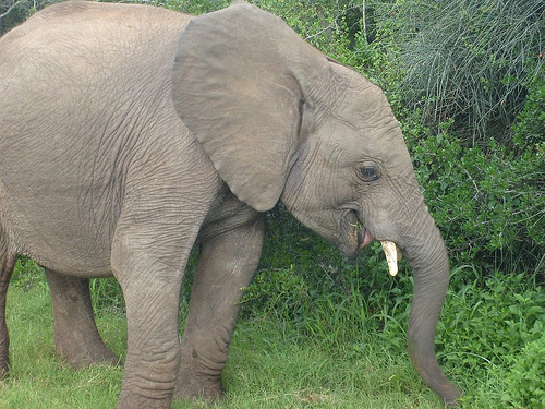 Addo Elephant Park