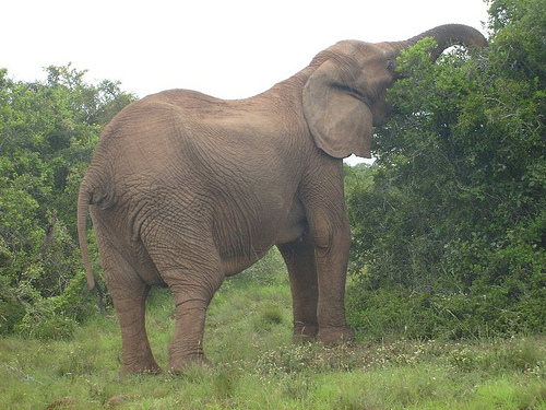 Addo Elephant Park