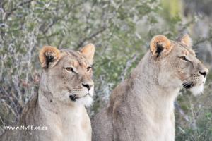 Female Lions