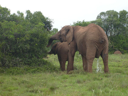 Addo Elephant Park