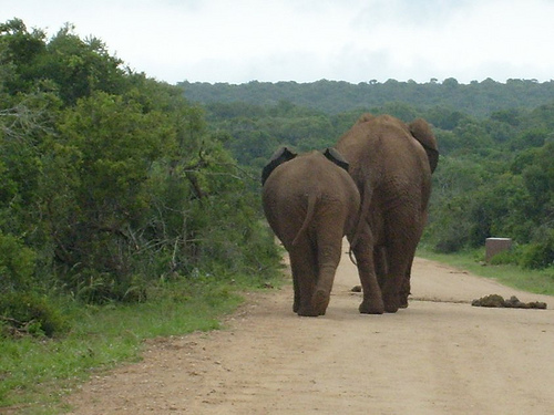 Addo Elephant Park